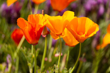 Three Vibrant California Poppies in Spring, Closeup with Purple Lavender in Background