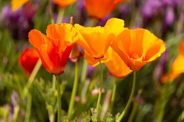 Vibrant California Poppies, Closeup, Three, with Purple Lavender in Background, Spring, Summer © Elaina
