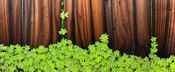Panoramic of Green Clover Against Redwood Fence with Raindrops in Spring