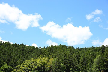 Fototapeta premium 青い空と木々の風景