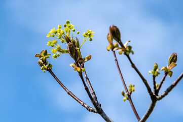 blooming branch