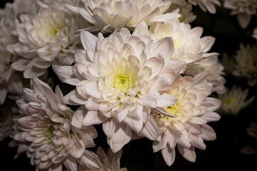 bouquet of chrysanthemums