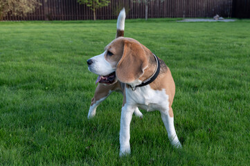 Beagle playing on the grass