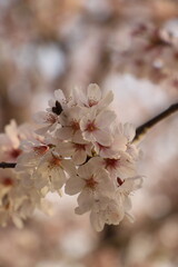 桜・満開 桜の開　花イメージ　日本の花　サクラ