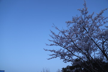 Cherry blossoms  桜・満開 桜の開　花イメージ　日本の花　サクラ