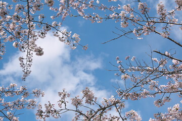 Obraz premium 空を囲む桜