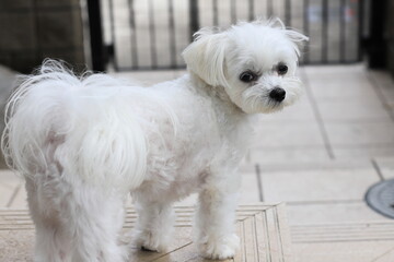 maltese dog