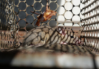 Rat in cage mousetrap,  Mouse finding a way out of being confined, Trapping and removal of rodents that cause dirt and may be carriers of disease, Mice try to find freedom