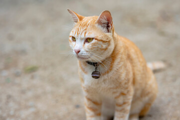 portrait of a cat