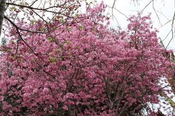 Cherry blossoms blooming in Xinshe, Taichung City, Taiwan, taken on February 28, 2021