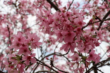 Cherry blossoms blooming in Xinshe, Taichung City, Taiwan, taken on February 28, 2021