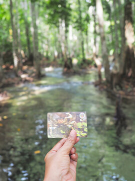 ourist hand hold the entrance ticket fee for personal to The Emerald Pool at Krabi province, Thailand.