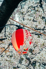 Cherry Blossoms and Lanterns