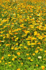 Sulfur cosmos or yellow cosmos flower.