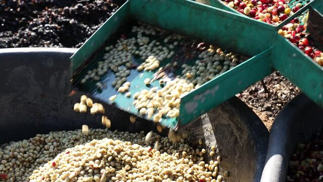 Coffee cherry pulping machine farmer. coffee bean machine process. Dry organic beans in coffee milling process	