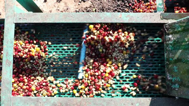 Coffee cherry pulping machine farmer. coffee bean machine process. Dry organic beans in coffee milling process	