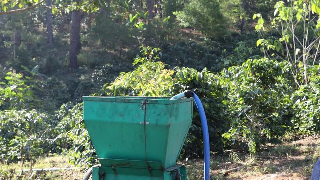 Coffee cherry pulping machine farmer. coffee bean machine process. Dry organic beans in coffee milling process	
