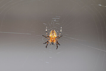 Spider on the cobweb.