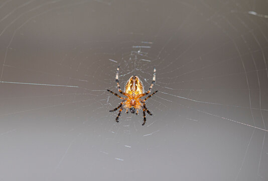 Spider on the cobweb.