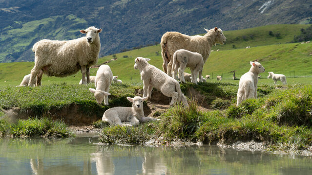 Sheep and lambs grazing on green pasture near Queenstown New Zealand sustainable farming landscape