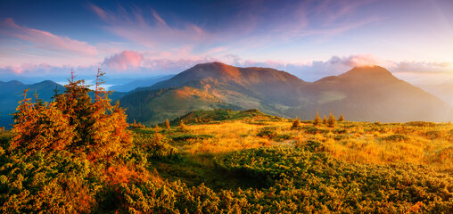 Plakat A breathtaking view of the mountain ranges in the evening sunlight. Carpathian mountains, Ukraine, Europe.