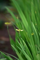 Iris flower, Neomarica longifolia or Trimezia longifolia is a herb that reproduces using rhizomes and belongs to the Iridaceae family.