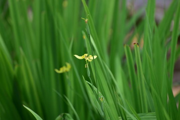 Iris flower, Neomarica longifolia or Trimezia longifolia is a herb that reproduces using rhizomes and belongs to the Iridaceae family.