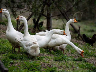 Free poultry, chickens, ducks, geese, sheep, etc
GFX100S   100 million pixel photo