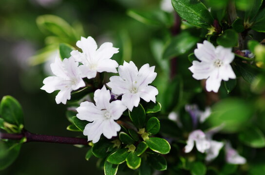 ハクチョウゲの花