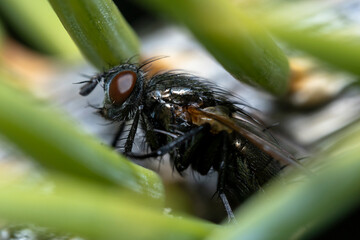 House fly, Fly, House fly on a spruce needle.