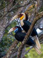 Wreathed Hornbill Male and Female perched on a tree