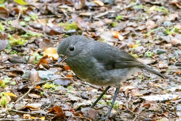 A South Island Robin in Fiordland NP, New Zealand
