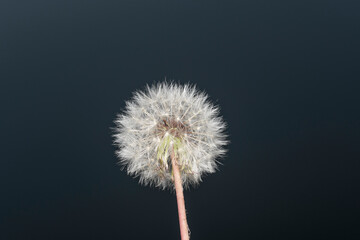 Closed Bud of a dandelion. Dandelion white flowers on dark background. High quality photo