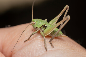 Green wart-biter, Decticus verrucivorus super macrophotography, High quality photo