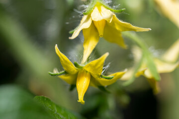Bright yellow flower of tomato macro photo