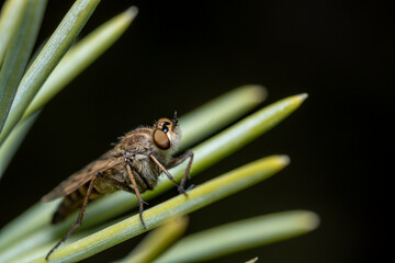 Side view of a Stiletto Thereva fly sitting on a spruce needle. Macro