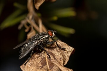 Sarcophaga carnaria, large gray meat fly on a yellow leaf