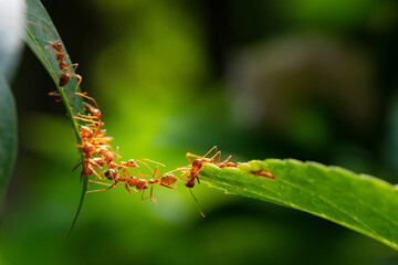 Ant action standing. Ant bridge unity team, Concept team work together
