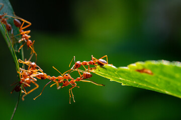 Ant action standing. Ant bridge unity team, Concept team work together