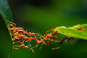 Ant action standing. Ant bridge unity team, Concept team work together