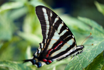 Fototapeta na wymiar Zebra Swallowtail