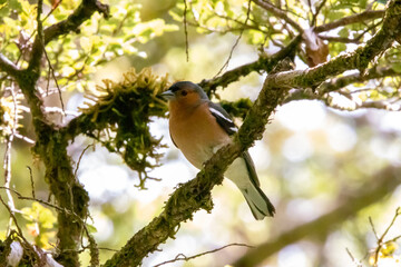 Obraz premium A Common Chaffinch in New Zealand