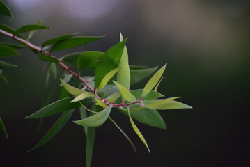Melaleuca cajuputi, commonly known as cajuput or white samet is a plant in the myrtle family, Myrtaceae 