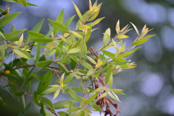 Melaleuca cajuputi, commonly known as cajuput or white samet is a plant in the myrtle family, Myrtaceae 
