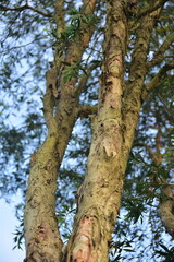 Fototapeta premium Melaleuca cajuputi, commonly known as cajuput or white samet is a plant in the myrtle family, Myrtaceae 