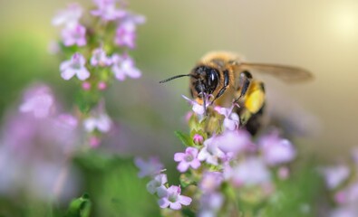 closeup on a honey bee pollinating white flowers of  thyme in a garden on blurred background  in  springtime