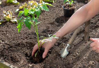 closeup on hand of a gardener  planting tomatoes seedling in organic vegetable garden at home