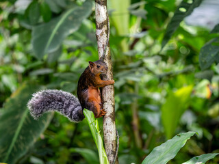 Eastern Grey Squirrel on branch. Scientific name: Sciurus carolinensis.
