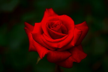 Close-up of a red rose with black background
