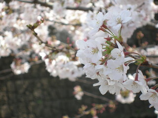 Obraz premium 桜の花（東京都）